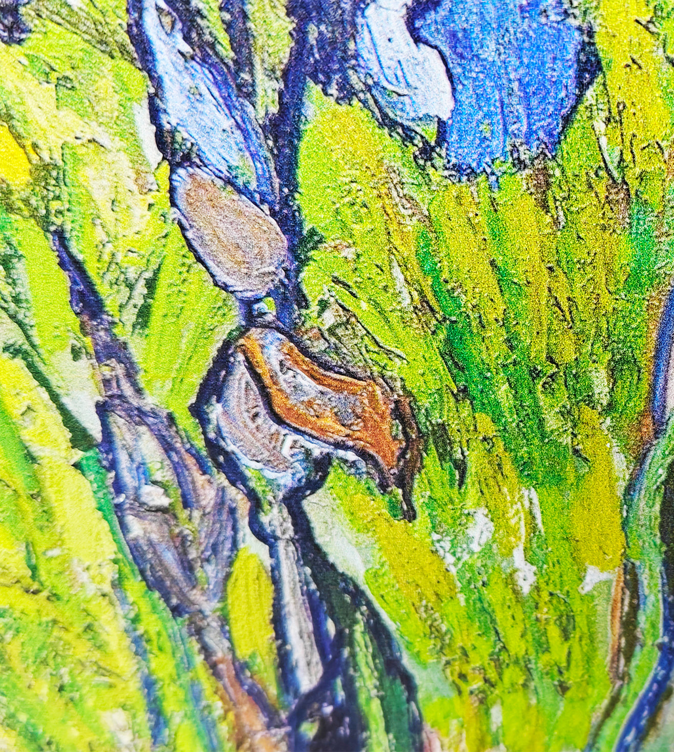 Wild Irises in Spring