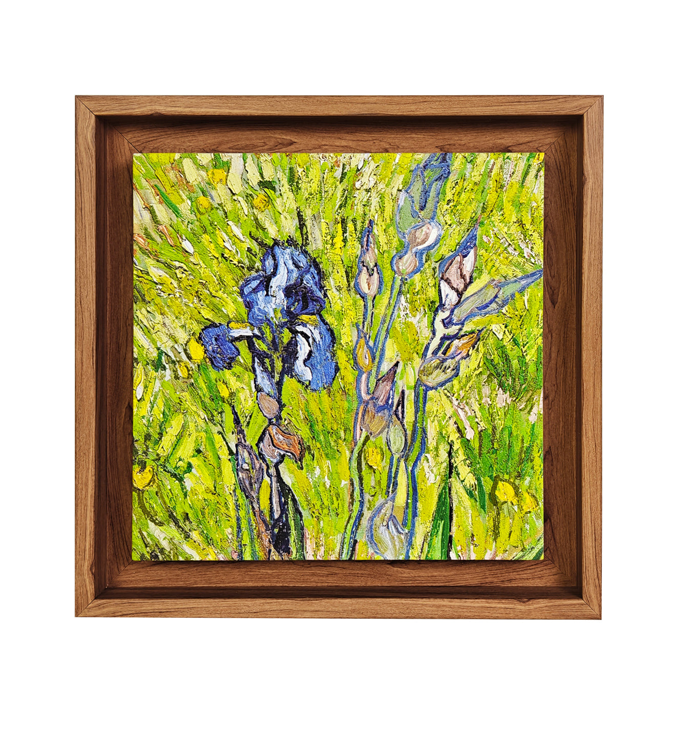 Wild Irises in Spring
