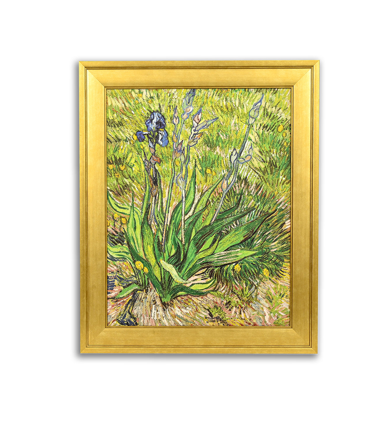 Iris by Vincent Van Gogh
