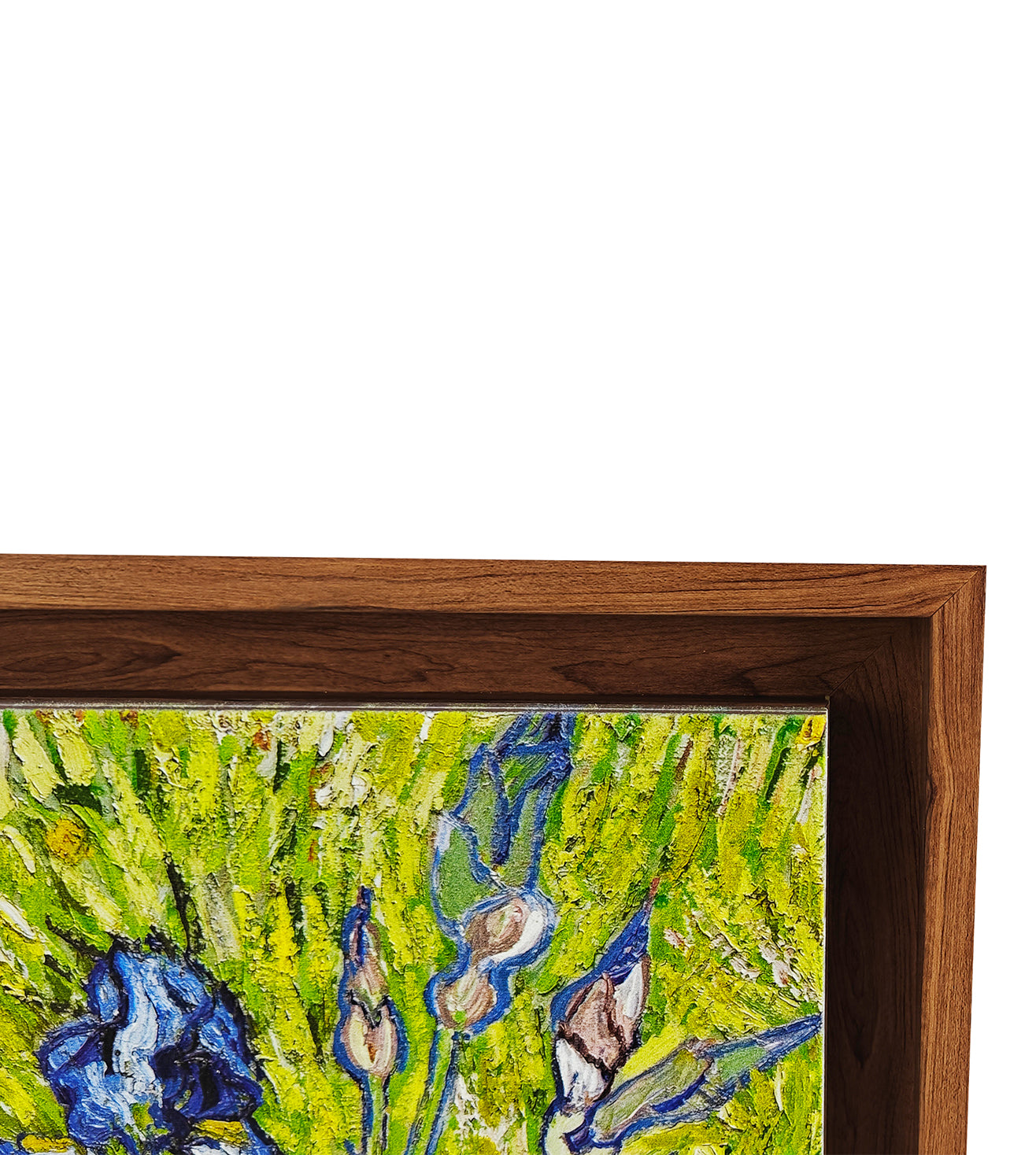 Wild Irises in Spring